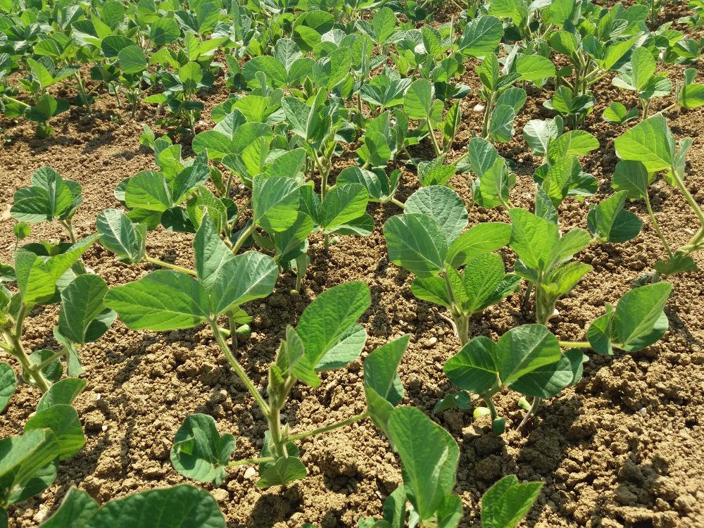 
          Déchaumer précocement pour éviter la grenaison des mauvaises herbes avant le soja 