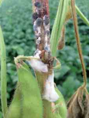 
            Vigilance face au sclérotinia : Soignez l’irrigation dans la culture du soja  
