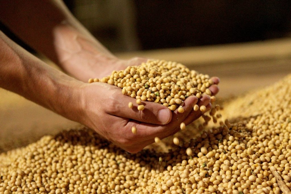 
            Récolte du soja : Respectez les bonnes pratiques de conservation 