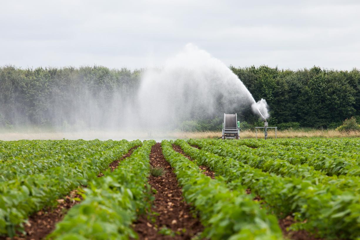 
            Irrigation du soja : Ne commencez pas trop tôt et poursuivez les irrigations jusqu’à trois semaines avant la récolte