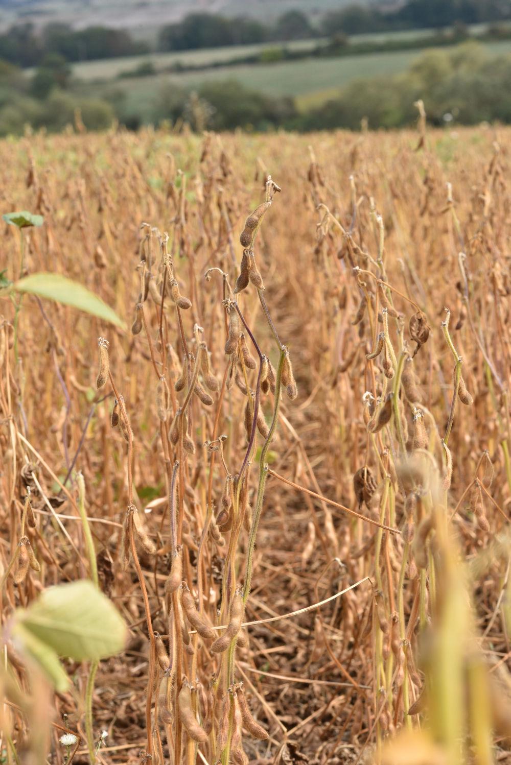 
          Application des bonnes pratiques agricoles à la récolte du soja