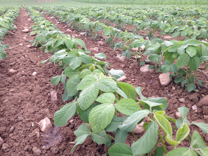 
          Adapter la préparation à l’état de votre sol pour une bonne réussite de la culture du soja