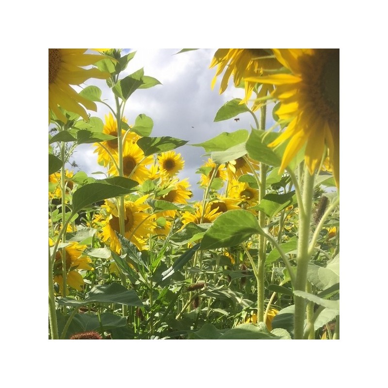 
          Éviter les excès d'eau ou d'azote avant la floraison du tournesol