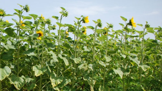 
          Irrigation du tournesol à travers les conditions favorables