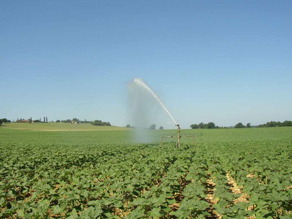 
          Irrigation du tournesol : Valorisant de quantités limitées d’eau d’irrigation