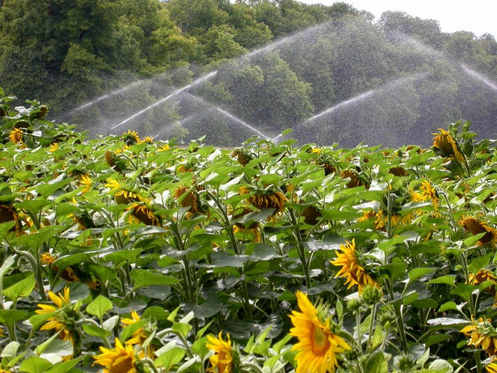 
          Deux apports d’eau, l’un avant et l’autre après la floraison du tournesol: une stratégie gagnante de l’irrigation