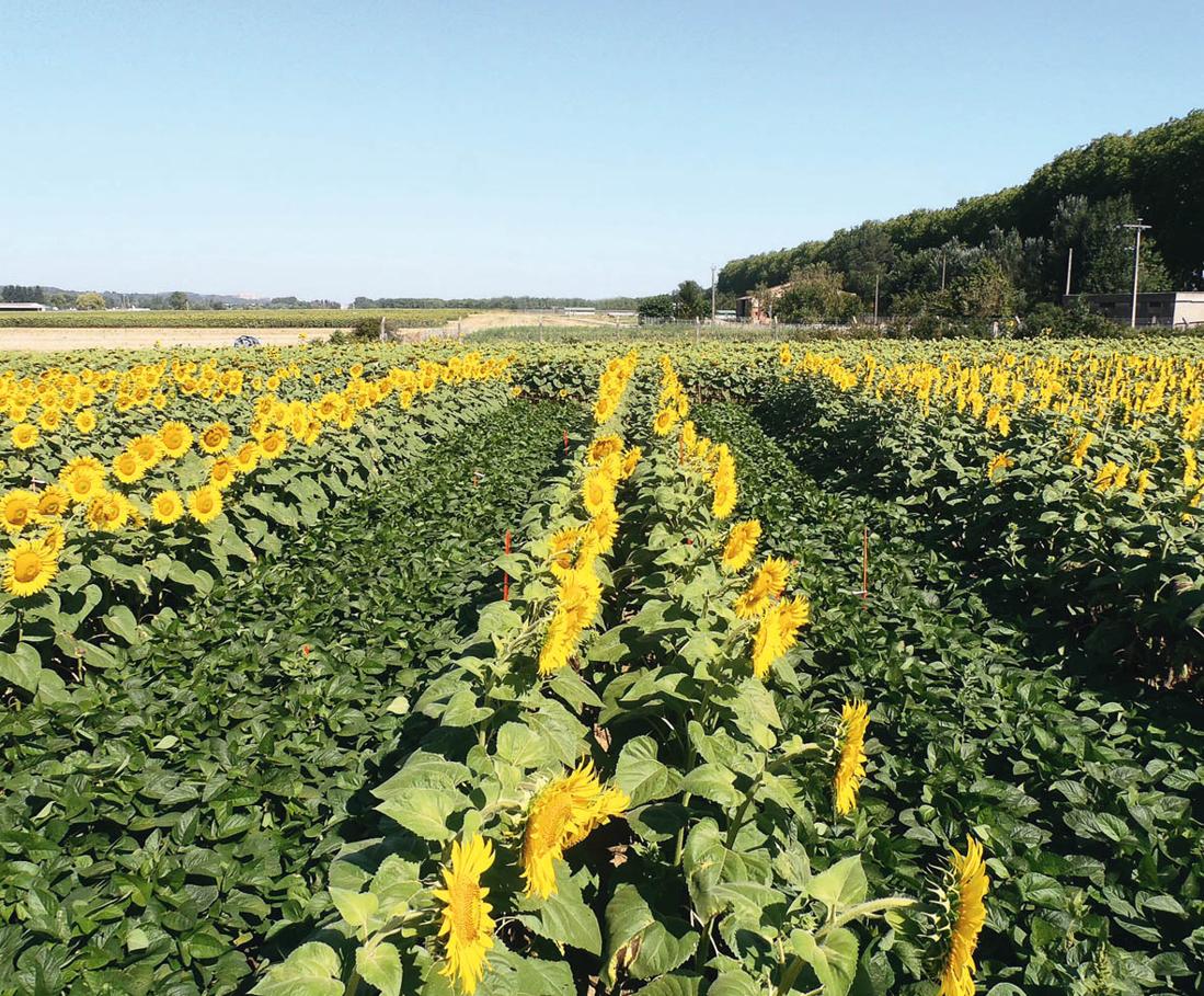 
            Irrigation indispensable pour le tournesol en double culture