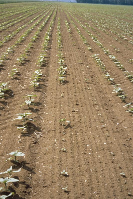 
          La densité de semis du tournesol doit être adaptée aux conditions de levée attendues et à la contrainte hydrique   