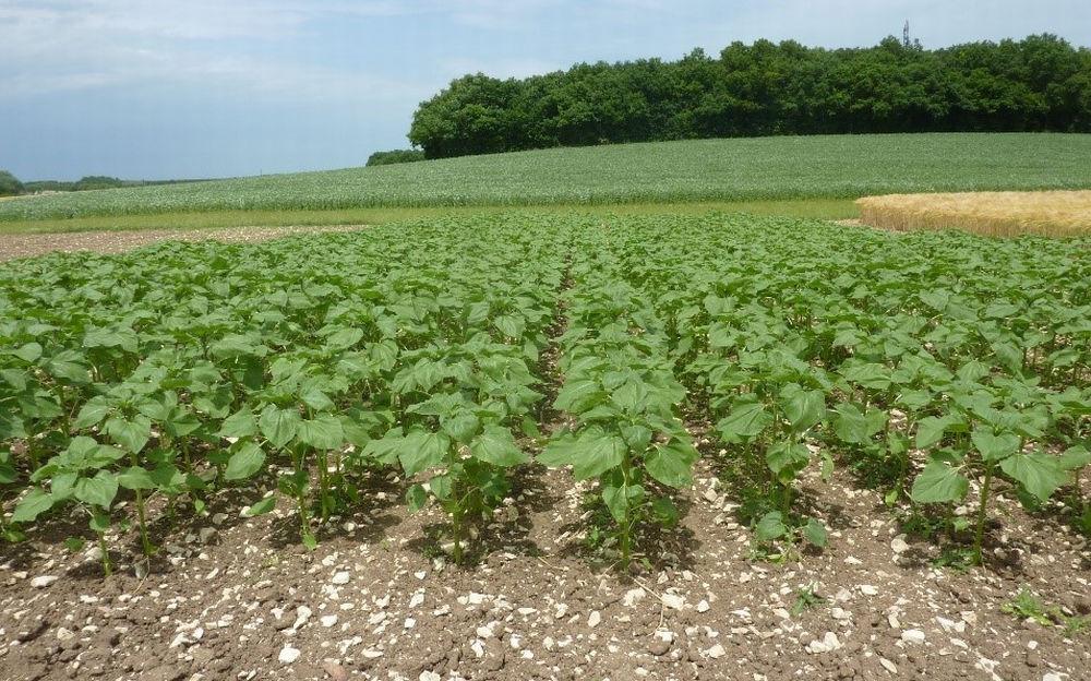 
          Assurer un enracinement profond et puissant au tournesol