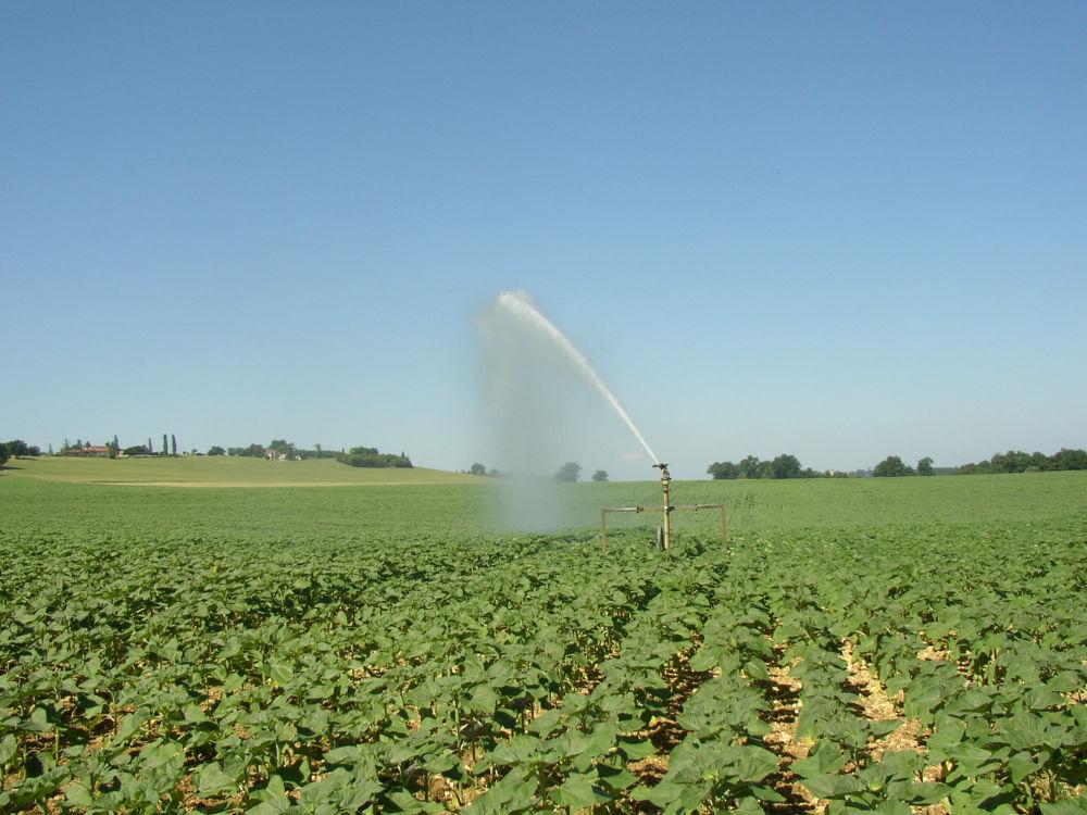 
            Quel coup de pouce donner au tournesol grâce à une irrigation bien maîtrisée ?
