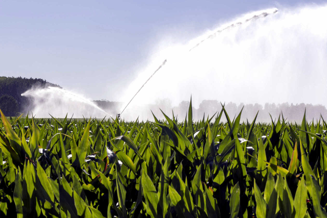 
          Près d’un hectare sur deux de maïs-grain est maintenant irrigué en France 