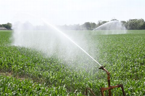 
          La période exacte d’une bonne dose d’irrigation dans la culture du maïs 