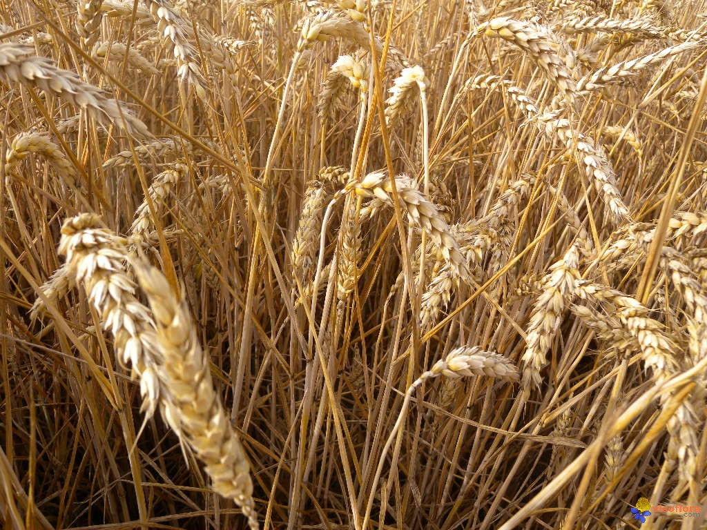 
          Évitez de provoquer le tallage et passage de la houe rotative et la herse-peigne du blé de printemps biologique sans intrants chimiques 