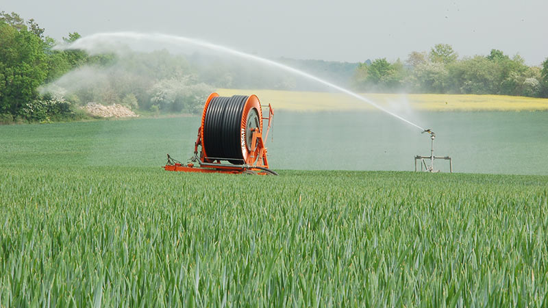 
            La culture du blé trouve son intérêt en sol profond ou irrigué