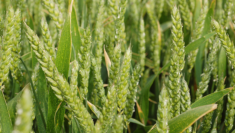 
            La vernalisation est un processus nécessaire, indispensable, et préalable au passage de l’état végétatif à l’état floral du blé