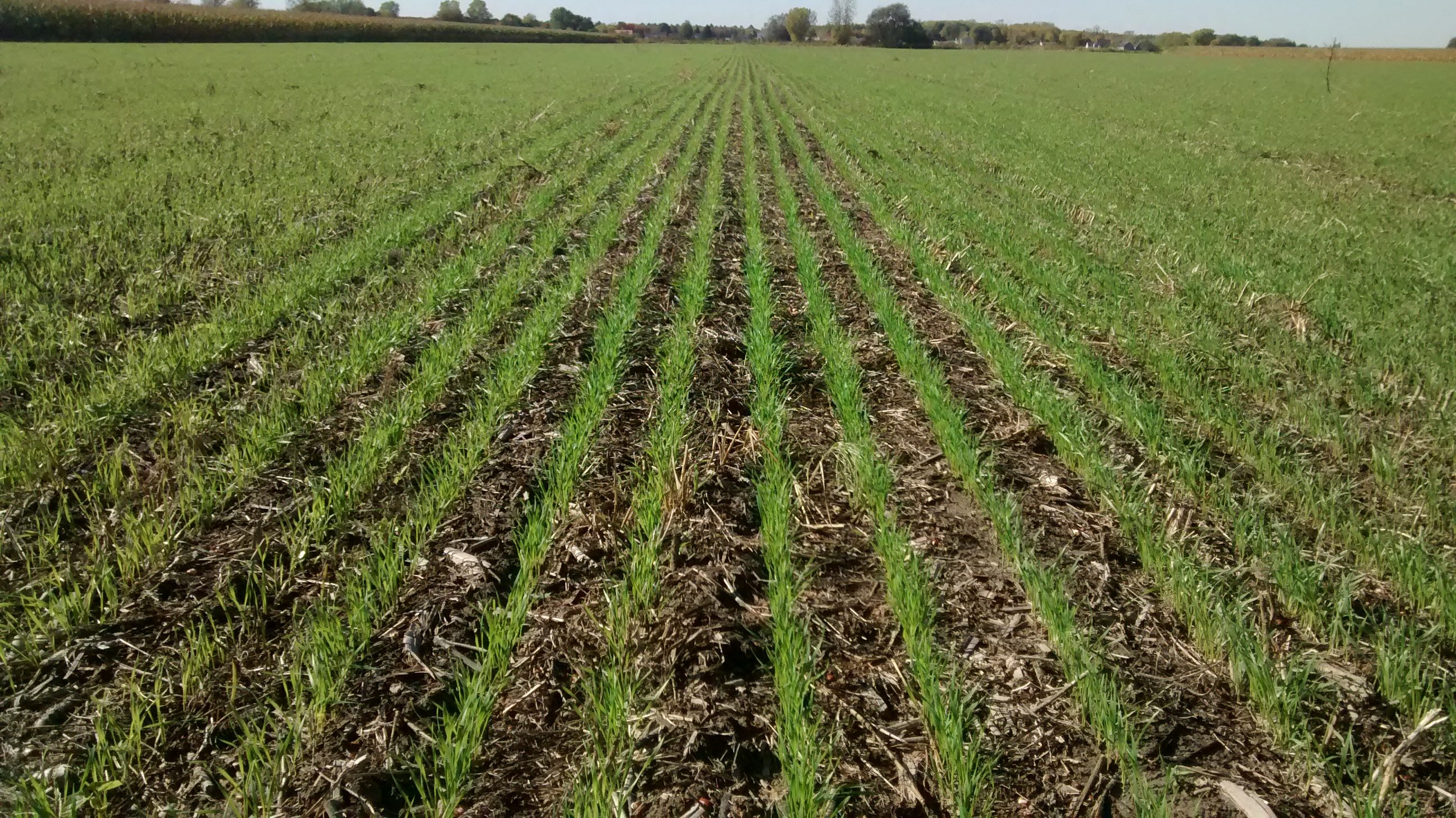 
            Période de semis du blé d’hiver et du blé de printemps