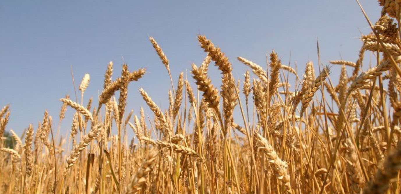 
            Travail du sol de la culture du blé : optimiser labour et faux semis 