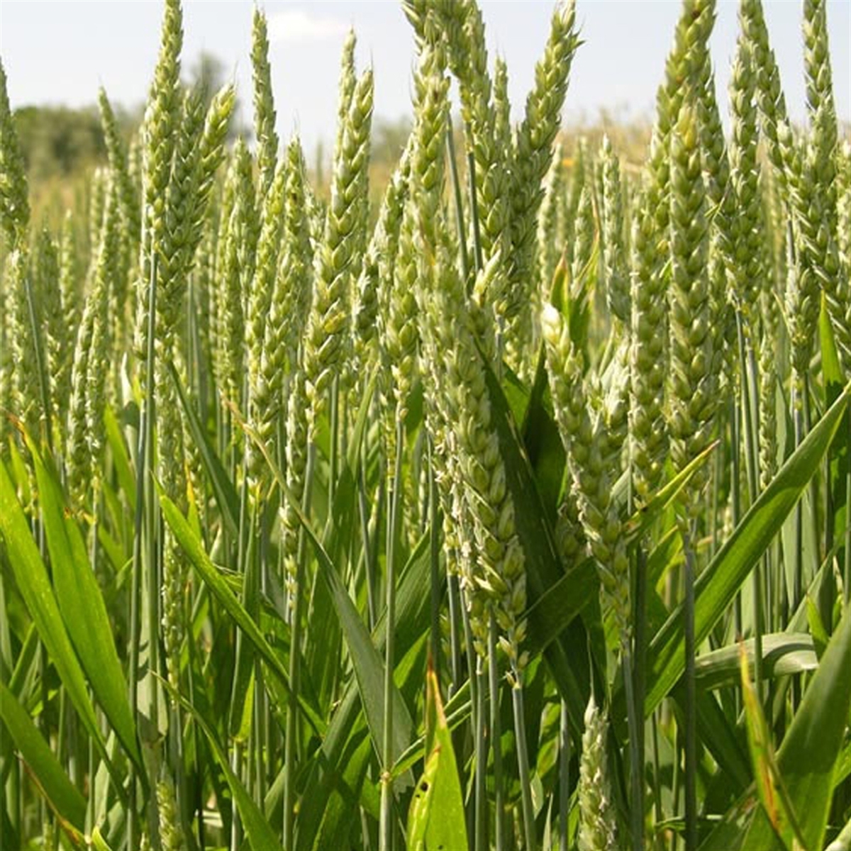 
          Condition optimale pour semer le blé d’hiver (Triticum aestivum)