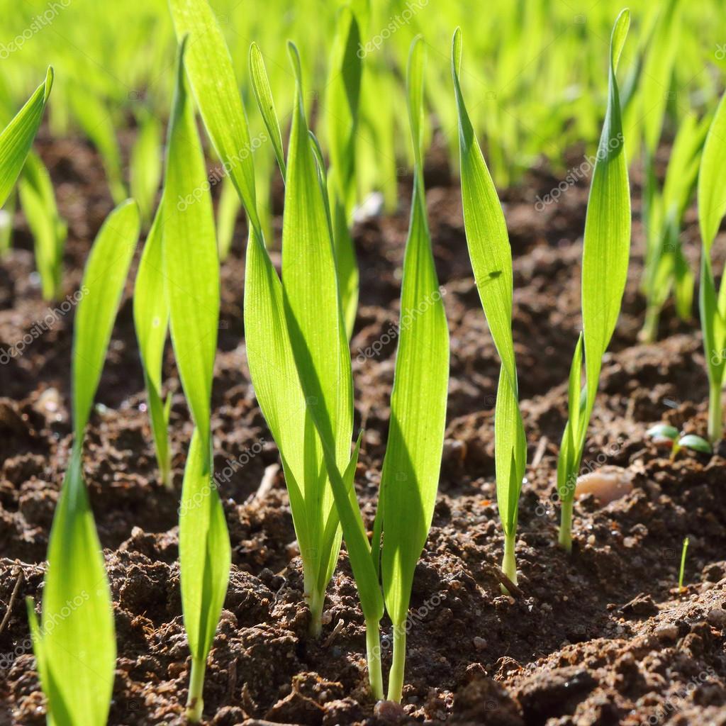 
          Précocités à montaison et à épiaison : les clés pour déterminer la date de semis du blé 