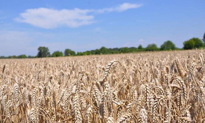 
          Semer du blé sur un sol propre pour éviter tout risque de repiquage