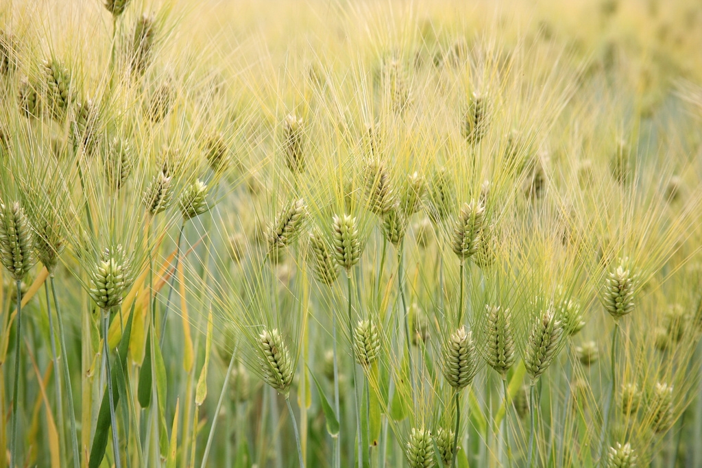 
           Orge : une parfaite céréale à utiliser en rotation de votre carré de blé, maïs