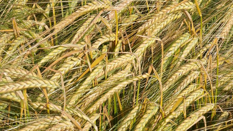 
          Est-il possible de semer des orges de printemps en automne ?