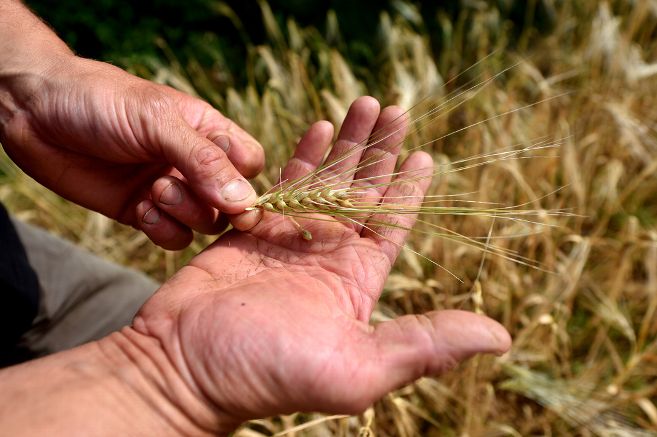 
           La récolte de l’orge grain et son stockage 