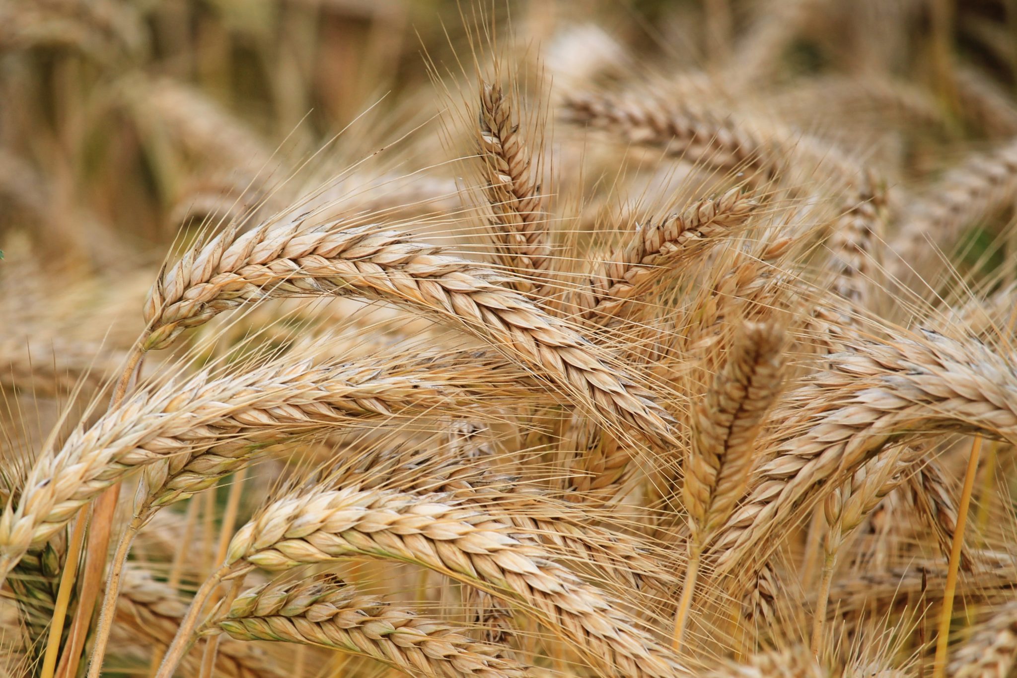 
          Densité de semis de l’orge : distinguer les 2 rangs et les 6 rangs   