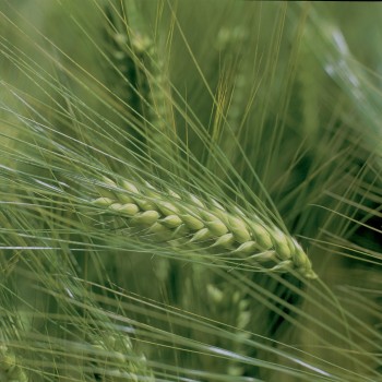 
          Orge de Printemps semées à l’automne : une bonne idée mais pas sans risque   