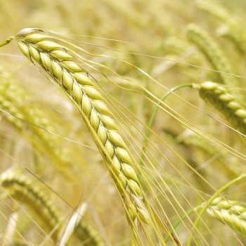 
          L’importance d’orge de Printemps semées à l’automne  