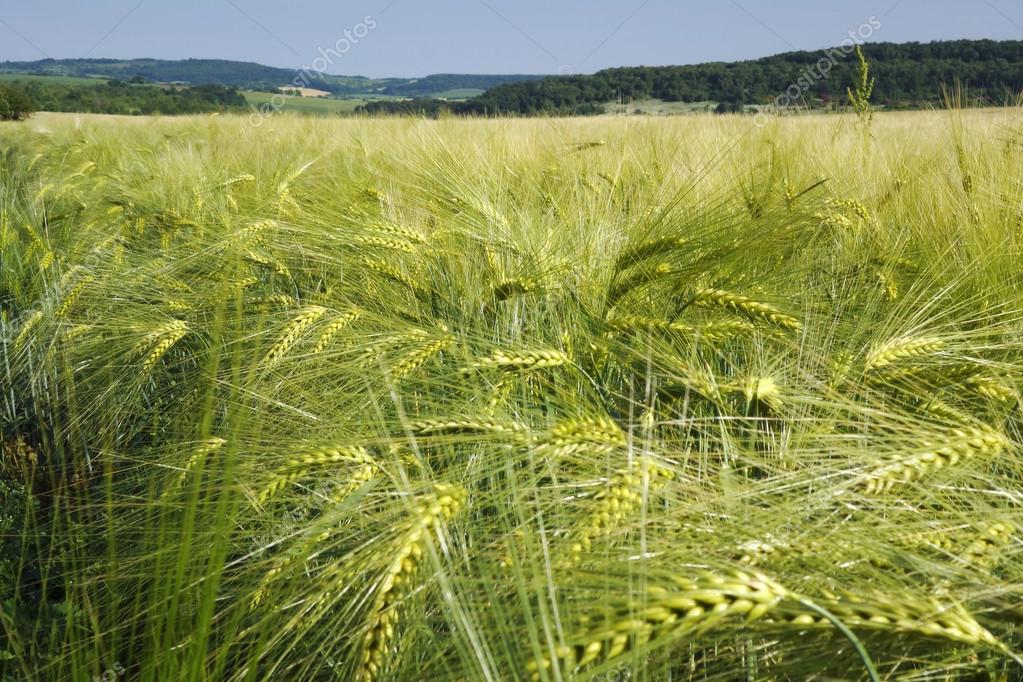 
          Implanter de l’orge de printemps à l’automne n’est pas sans risque   