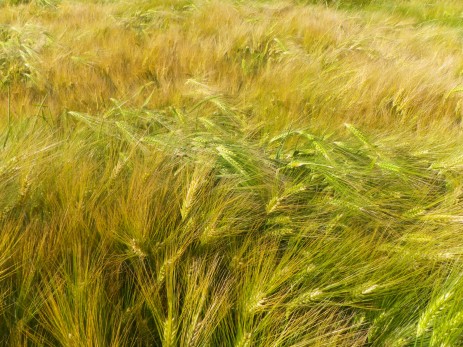 
          La densité de semis de l’orge doit être adaptée en fonction de la date de semis   