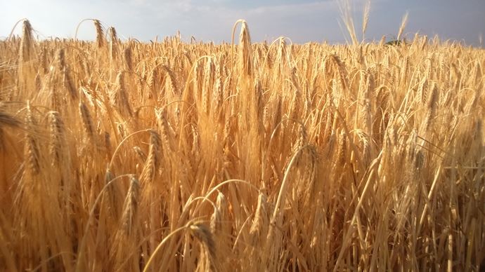 
          La désinfection fongicide des semences de l’orge est recommandée   