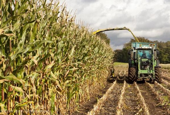 
          Récolte du maïs en cherchant un rendement le plus élevé 