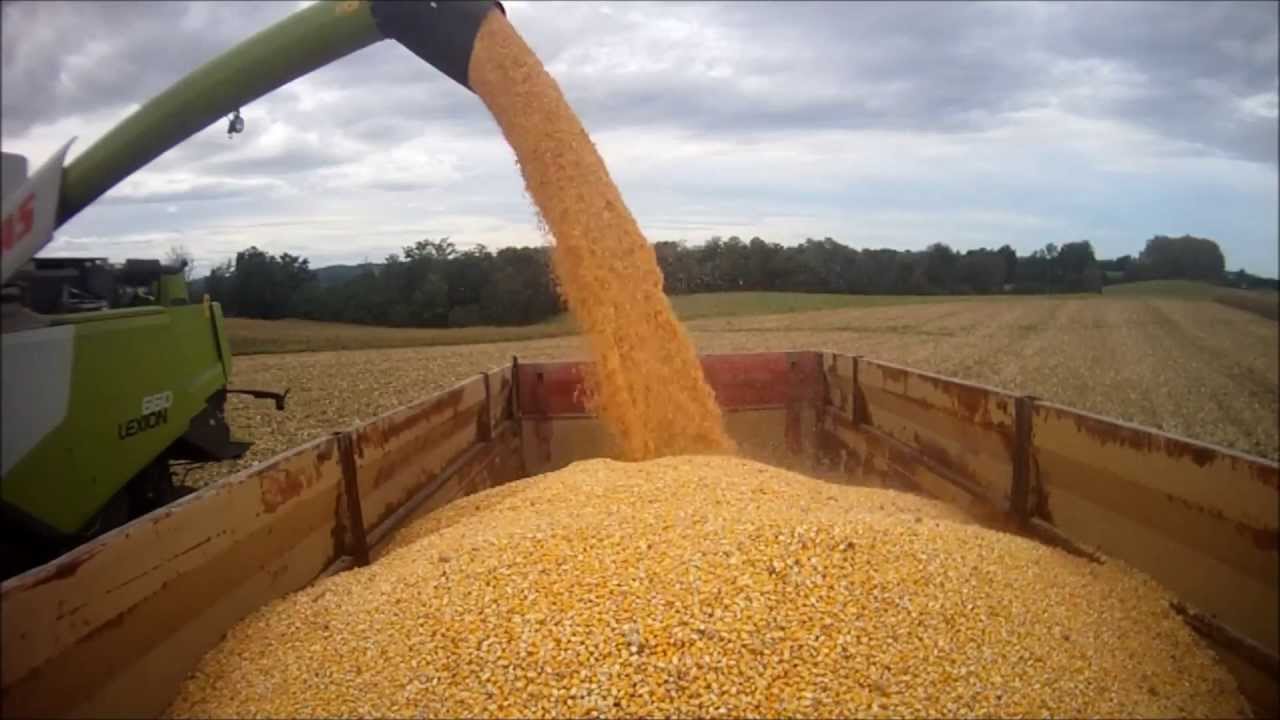 
          Le service statistique du ministère de l’agriculture dévoile les estimations de rendements en maïs grain pour la récolte de 2019