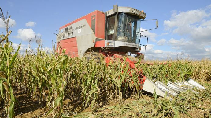 
          La qualité du grain de maïs lorsqu'elle est adaptable par une meilleure moissonneuse-batteuse 
