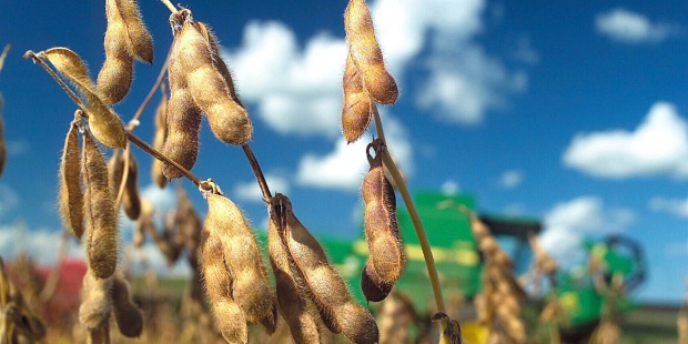 
           Récolte et qualité du  grain de soja  