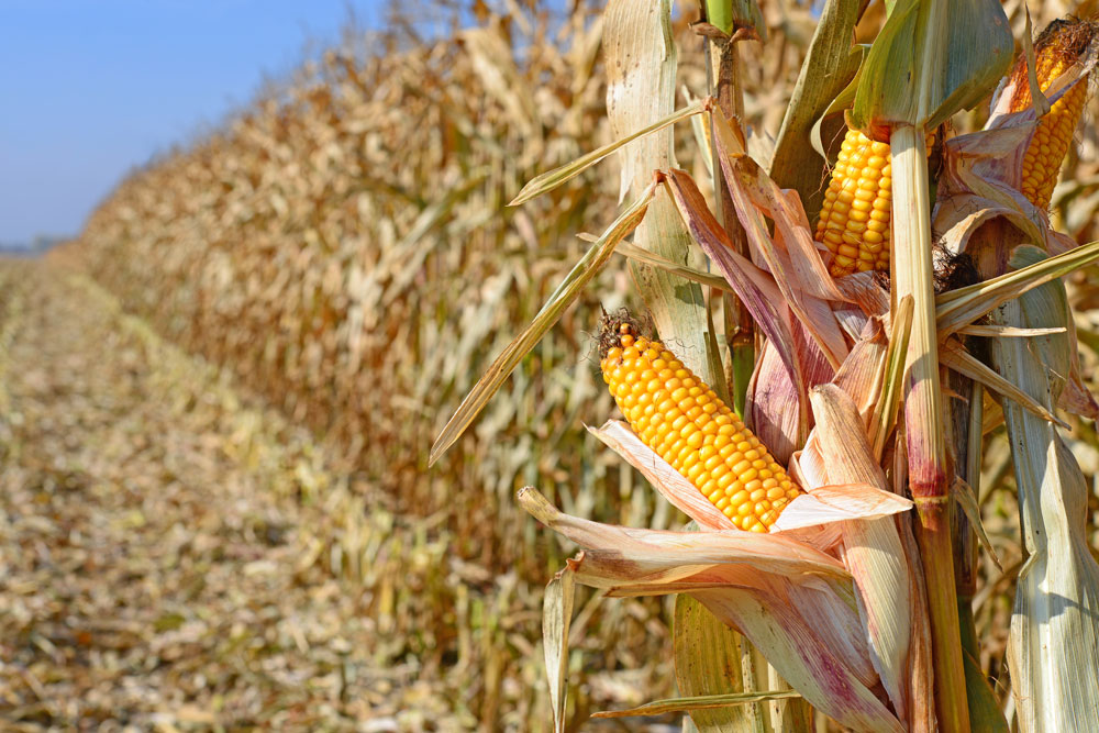 
          L’intégralité et la qualité du grain de maïs, comment les préserver ?