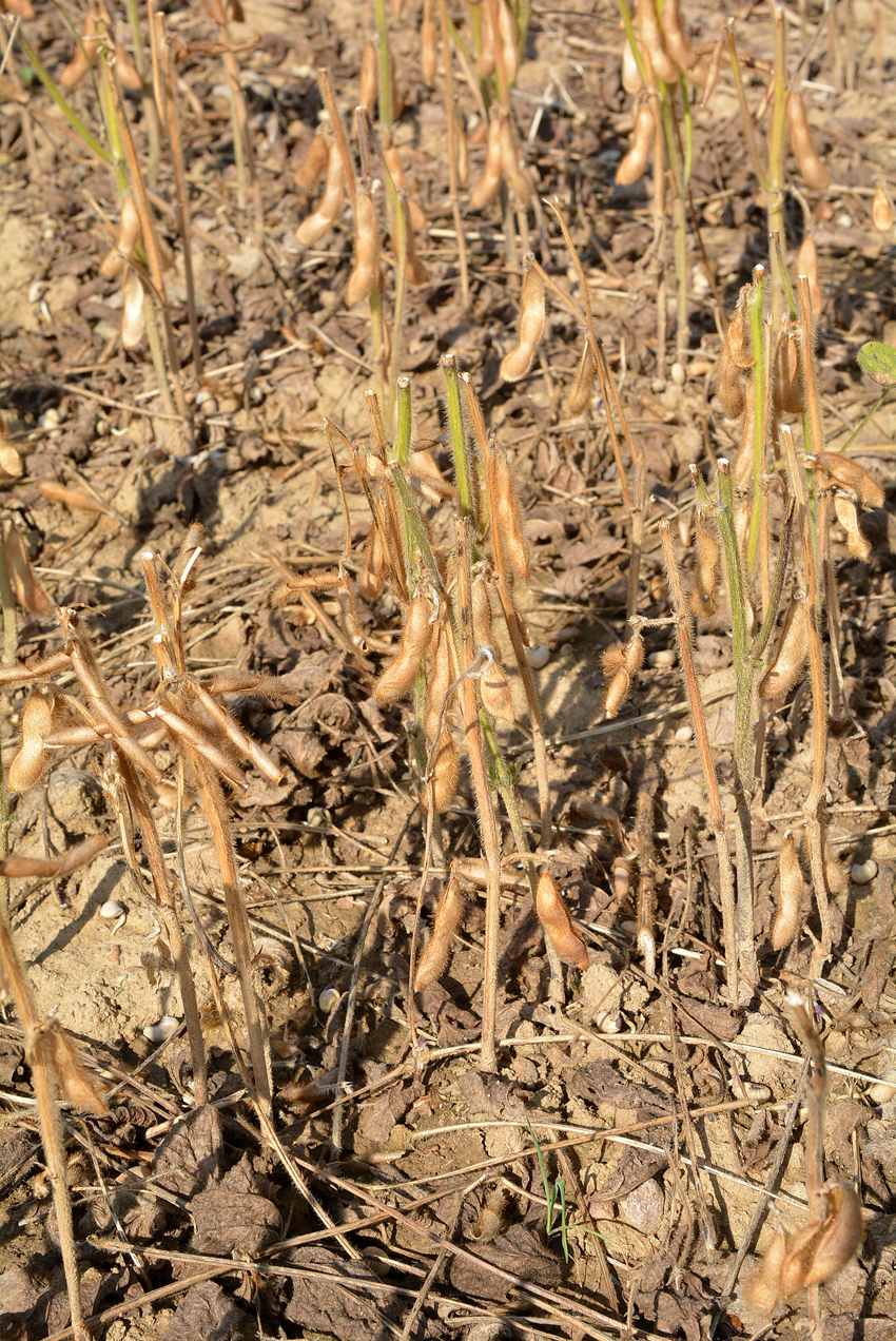 
          Comment préparer les récoltes de soja sans pertes les qualités de grain ?