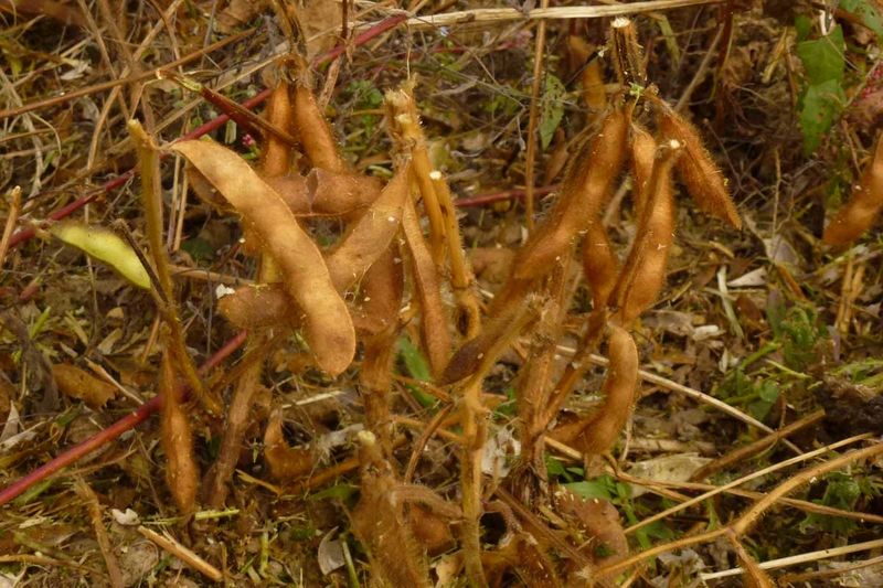 
          Des semences inoculées pour une bonne récolte de la culture de soja