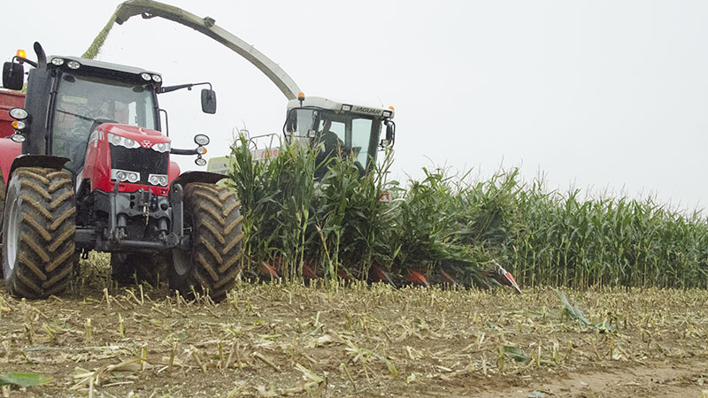 
          Tasser pour enfermer le moins d’air possible dans le silo de récolte du maïs fourrage