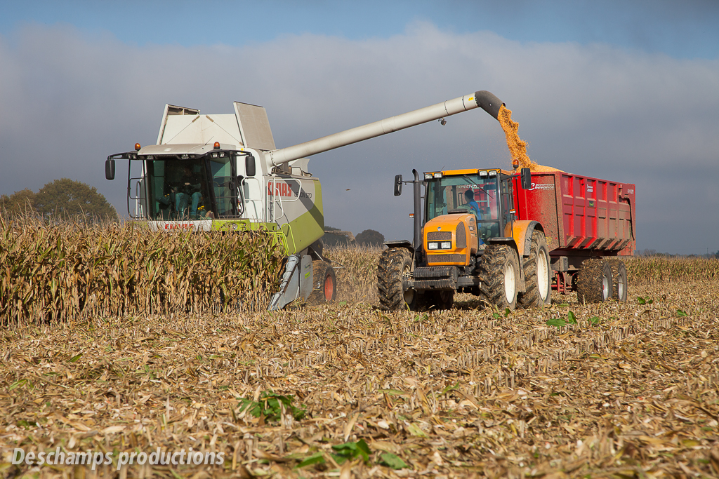 
           Préparation de la récolte du maïs grain  