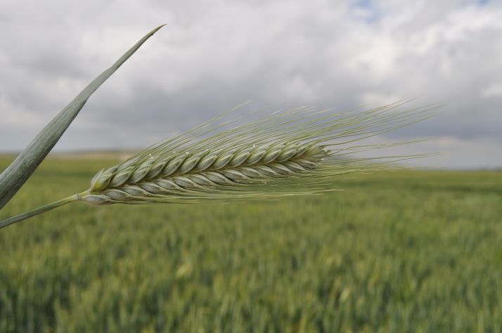 
          Période de semis afin d’éviter l’envahissement des mauvais herbes