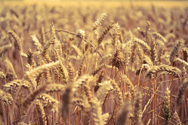 
          Semer suffisamment le blé ou l’orge profond pour éviter d’avoir des grains en surface  