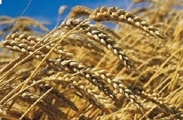 
          Semis blé : Faire lever tôt et rapidement (10 à 15 jours) 250 plantes/m2 bien réparties et protégées contre les parasites