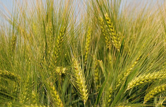 
          Semer à la bonne date et la bonne dose du blé ou de l’orge