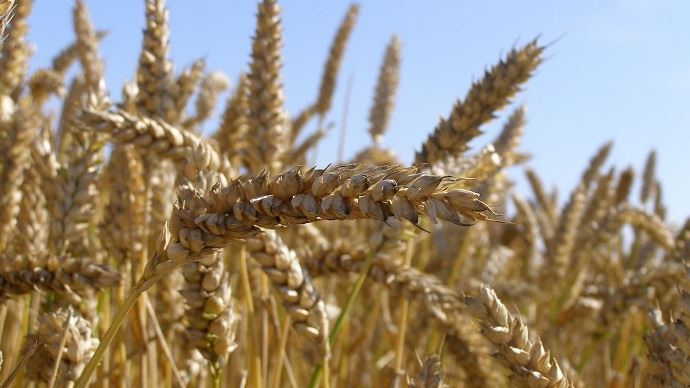 
          Céréales d’hiver : Le blé tendre 