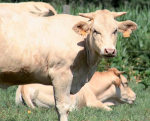 
            Maïs fourrage : Des rations équilibrées pour les bovins