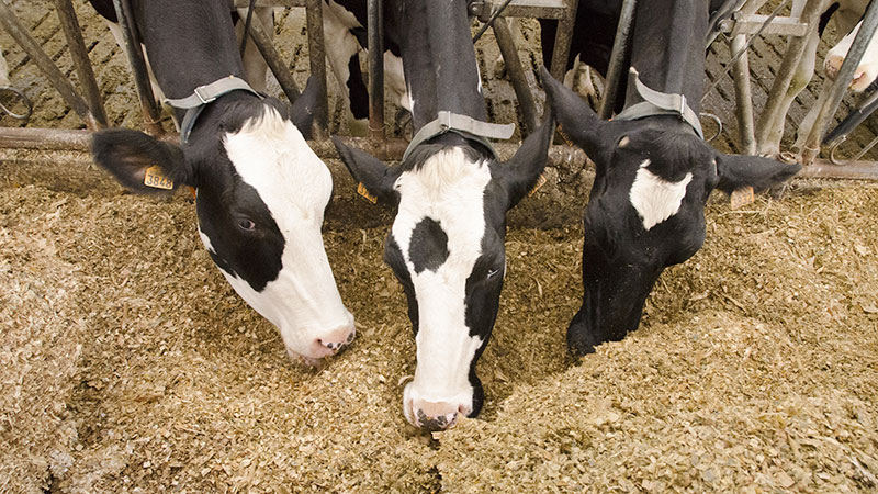
          Avantages de l’alimentation du maïs fourrage aux bovins 