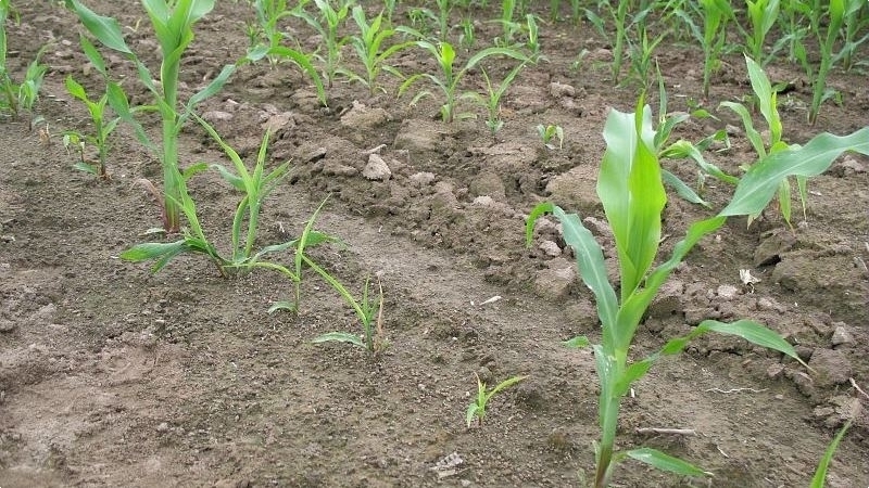 
          Insecticides du maïs grain : Attention aux conditions d'utilisation très encadrées